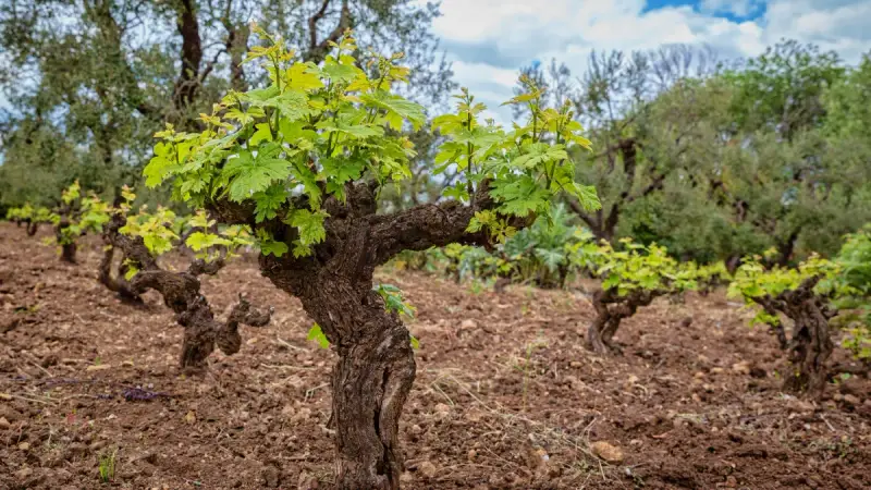 Wine Details